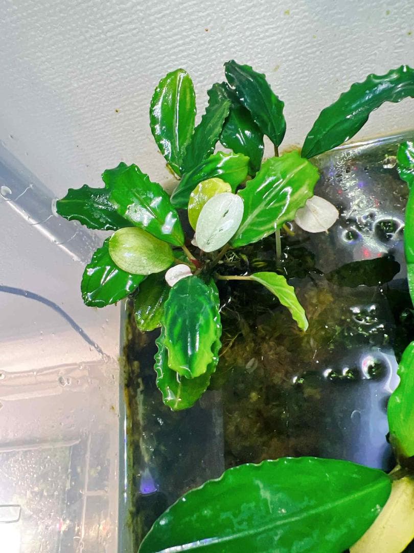 い*中様 【水草】ブセファランドラ sp. Blue Melon　(大株)