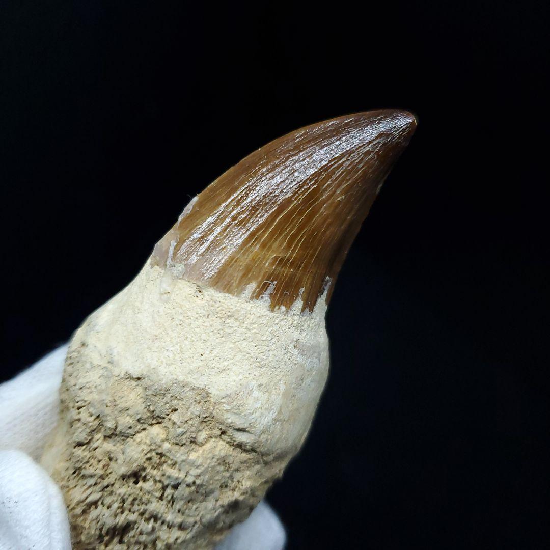 極上 歯根付き モササウルス 化石 歯 本物 78.25mm mos21
