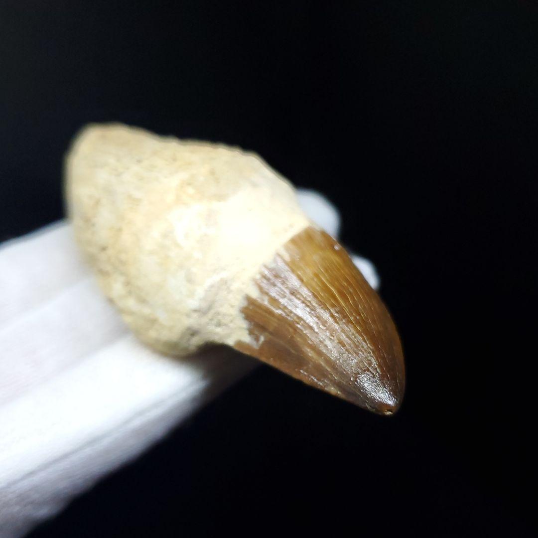 極上 歯根付き モササウルス 化石 歯 本物 78.25mm mos21