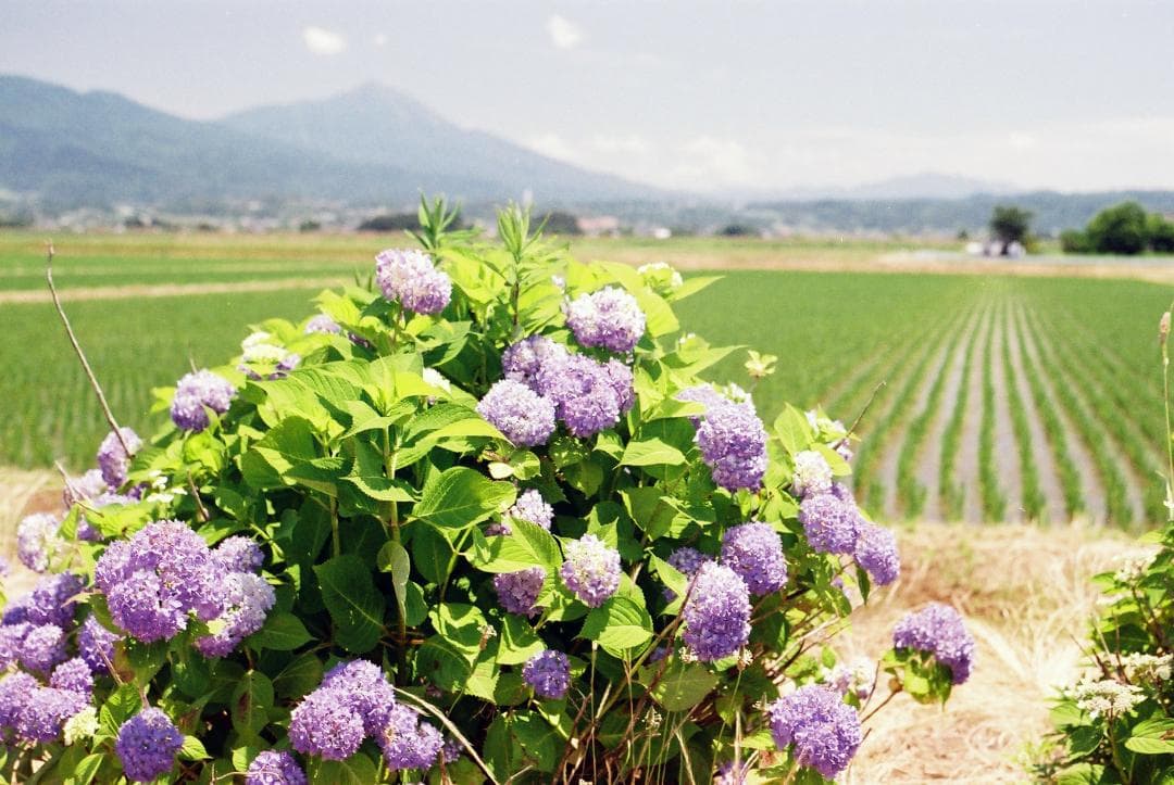 【実写確認整備品】レチナⅡｃ／シュナイダーレチナクセノン50㎜f2.8付