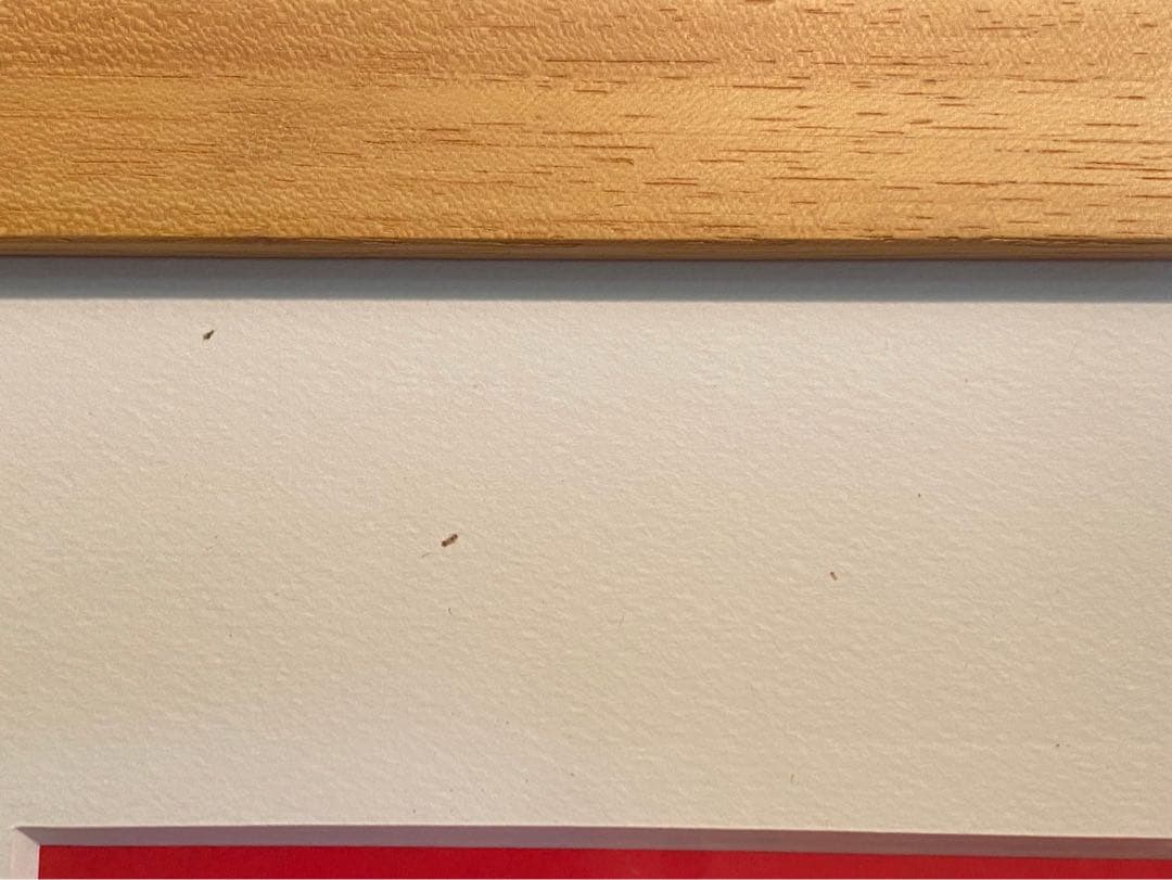 シルビア 花 薔薇 花瓶 バンケット オレンジ背景 額縁 アート