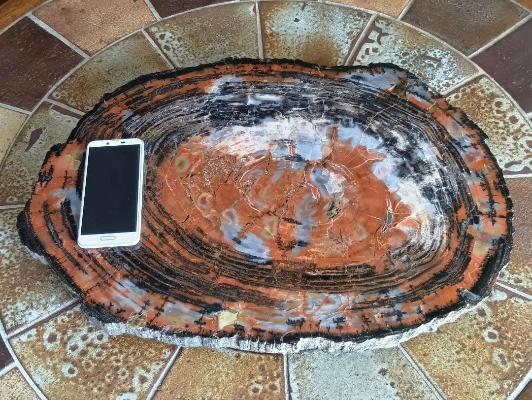 ペトリファイドウッド（珪化木）のオブジェ