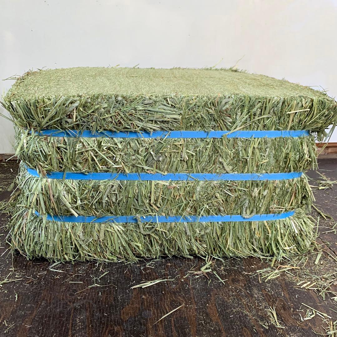 孫山堂　特選スーパープレミアムチモシー　US1番刈り　30kg 令和7年新刈り