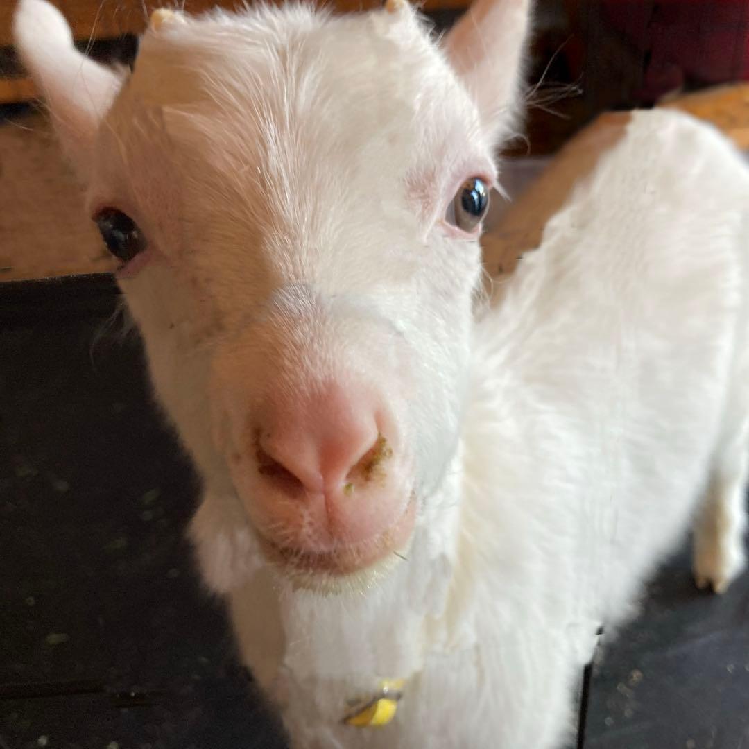 孫山堂　特選スーパープレミアムチモシー　US1番刈り　30kg 令和7年新刈り