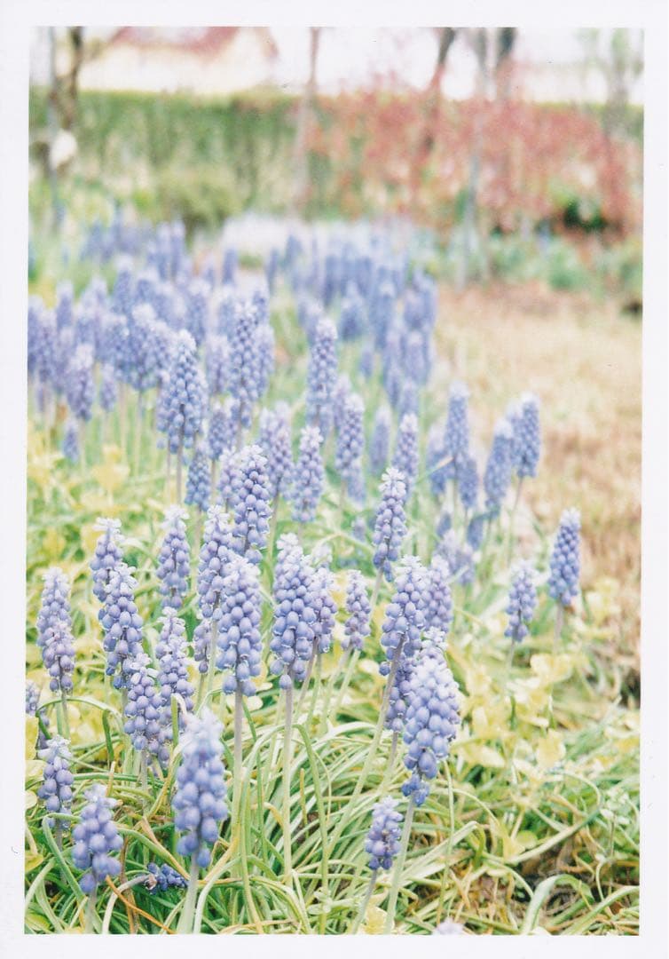 Fujifilm NATURA CLASSICA コンパクトカメラ