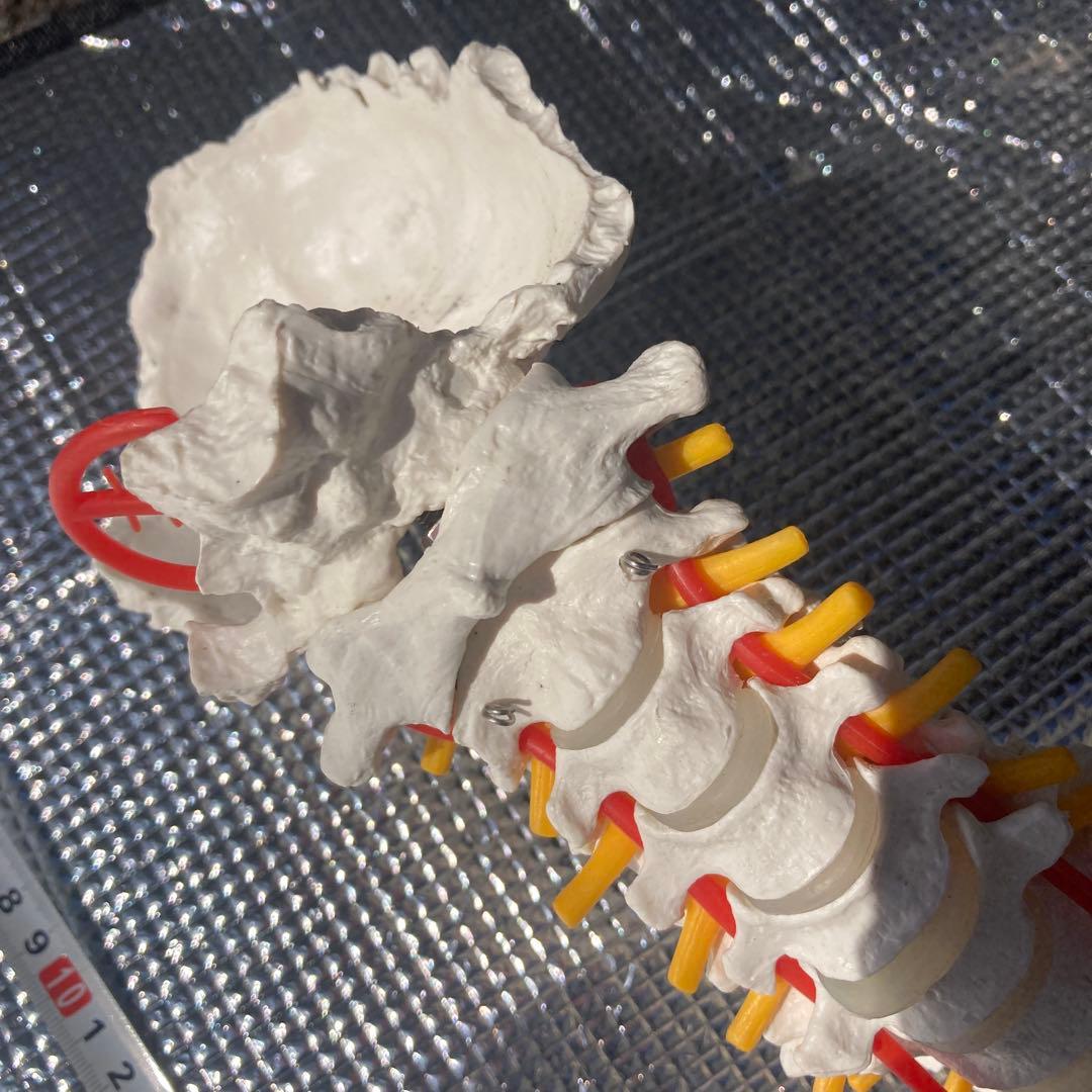 美品 脊柱(背骨)可動模型 スタンド付き　1