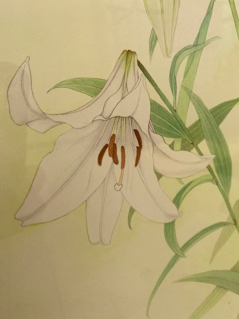 山本 敏雄　ささゆり　水彩画　肉筆　絵画　日本画　インテリア