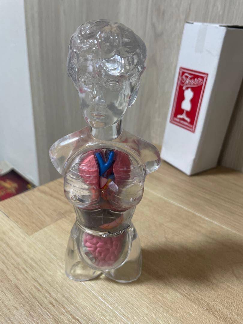 人体解剖模型 透明ボディ 内臓パーツ付き 教材用 Ln572