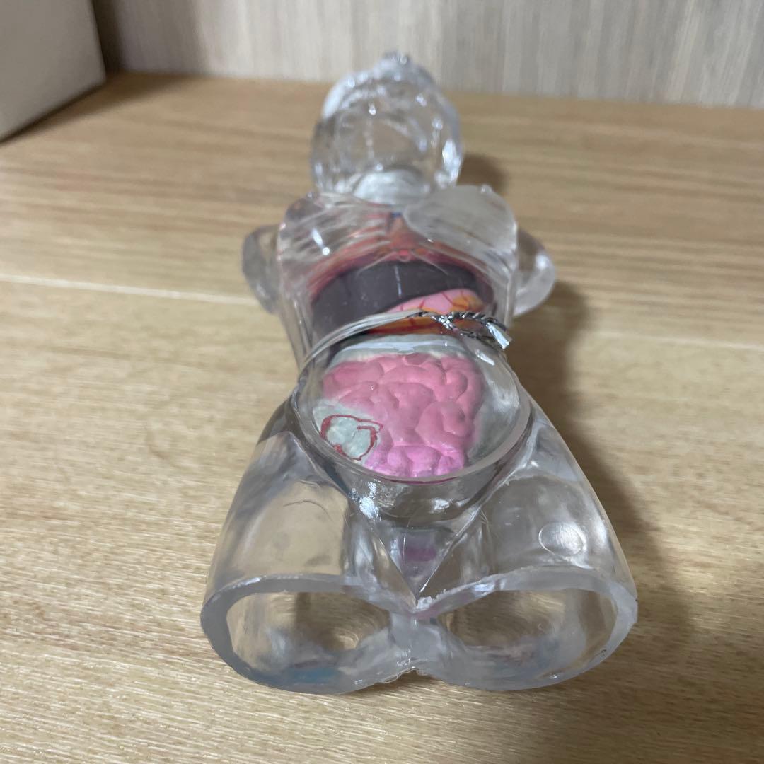 人体解剖模型 透明ボディ 内臓パーツ付き 教材用 Ln572