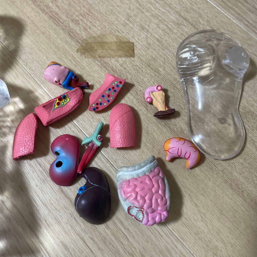 人体解剖模型 透明ボディ 内臓パーツ付き 教材用 Ln572