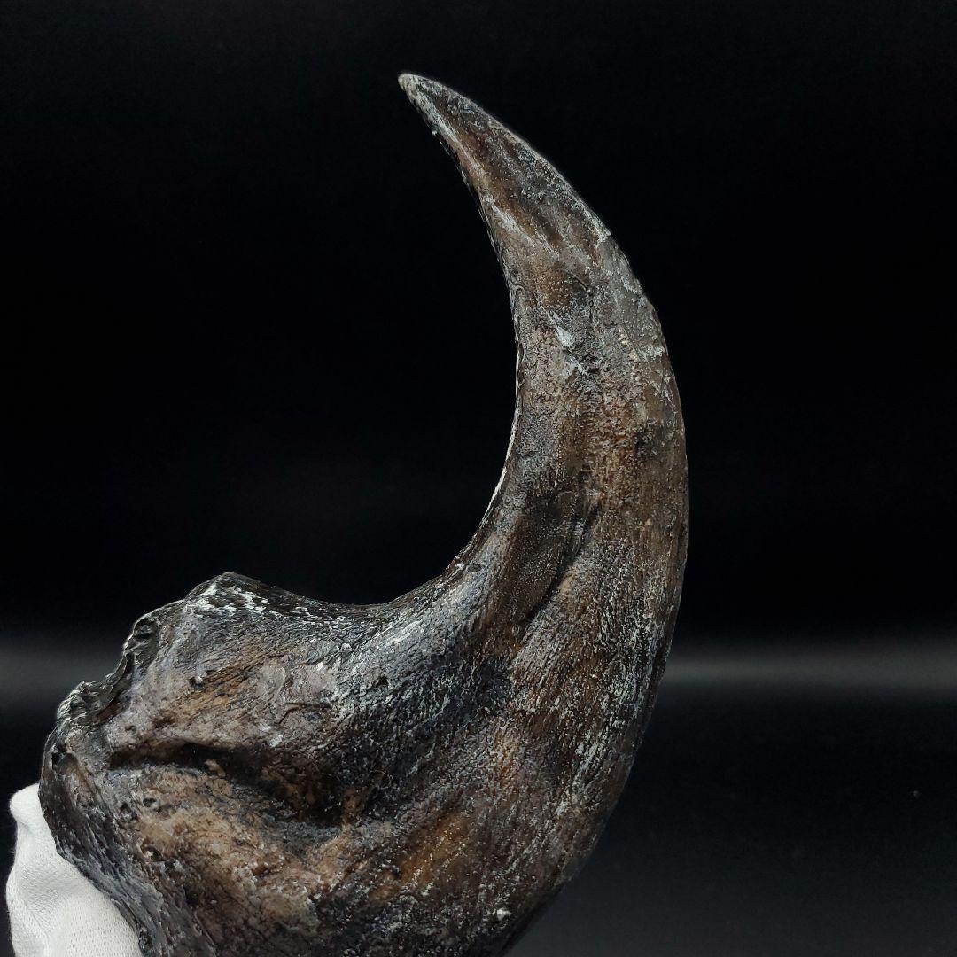 アロサウルス 爪 化石 レプリカ 約163.34mm arr12