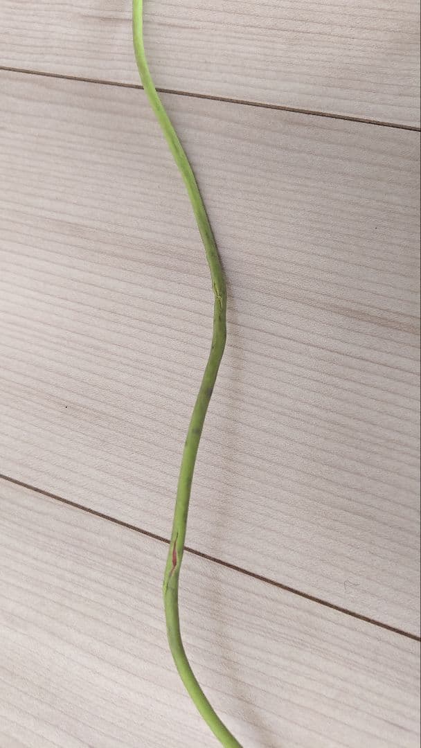 AKG Q701 ホワイト