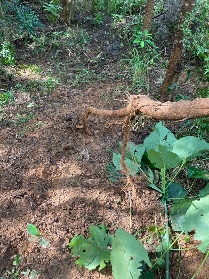 アカシア　Acacia ソウシジュ　相思樹　根皮100% 1000g