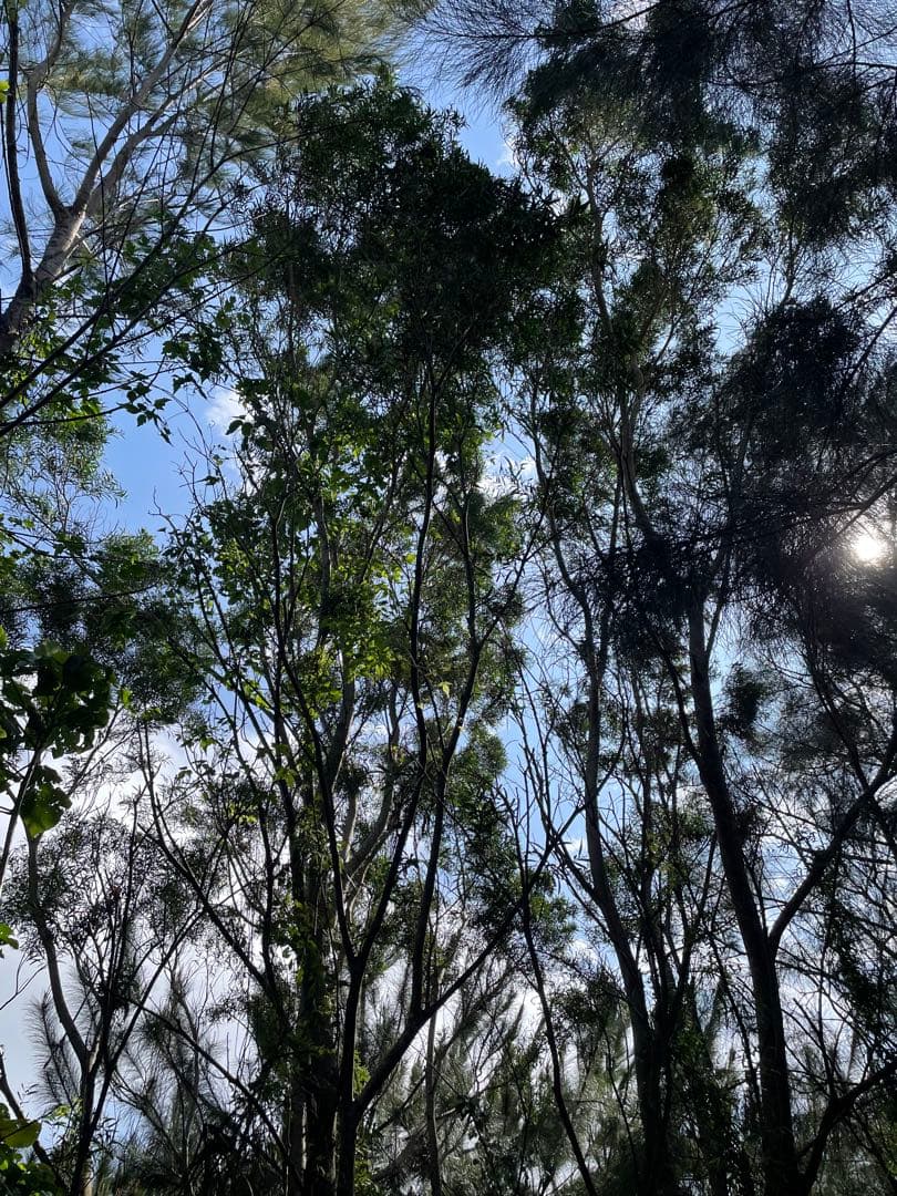 アカシア　Acacia ソウシジュ　相思樹　根皮100% 1000g