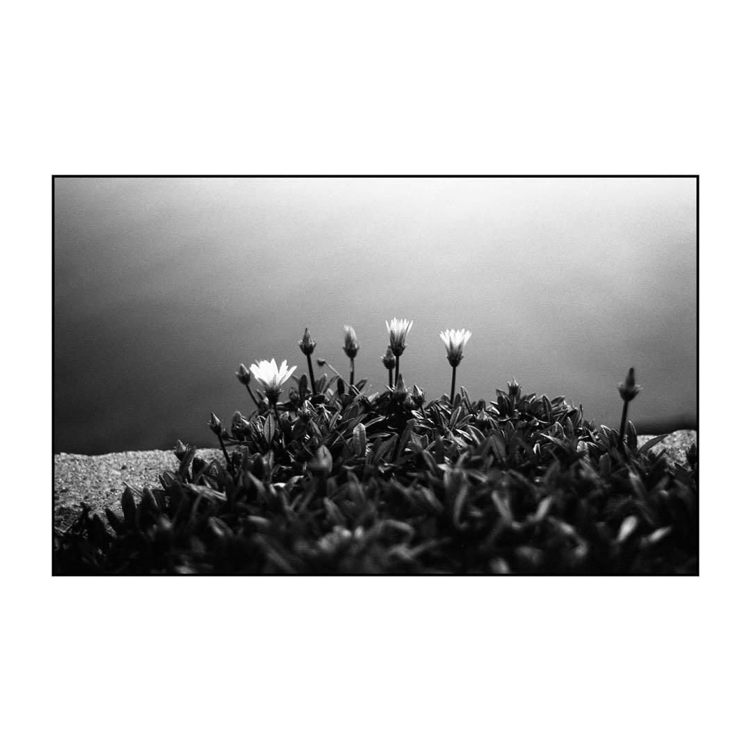 ツァイスイコン ゾナー50mm f2 Cマウント