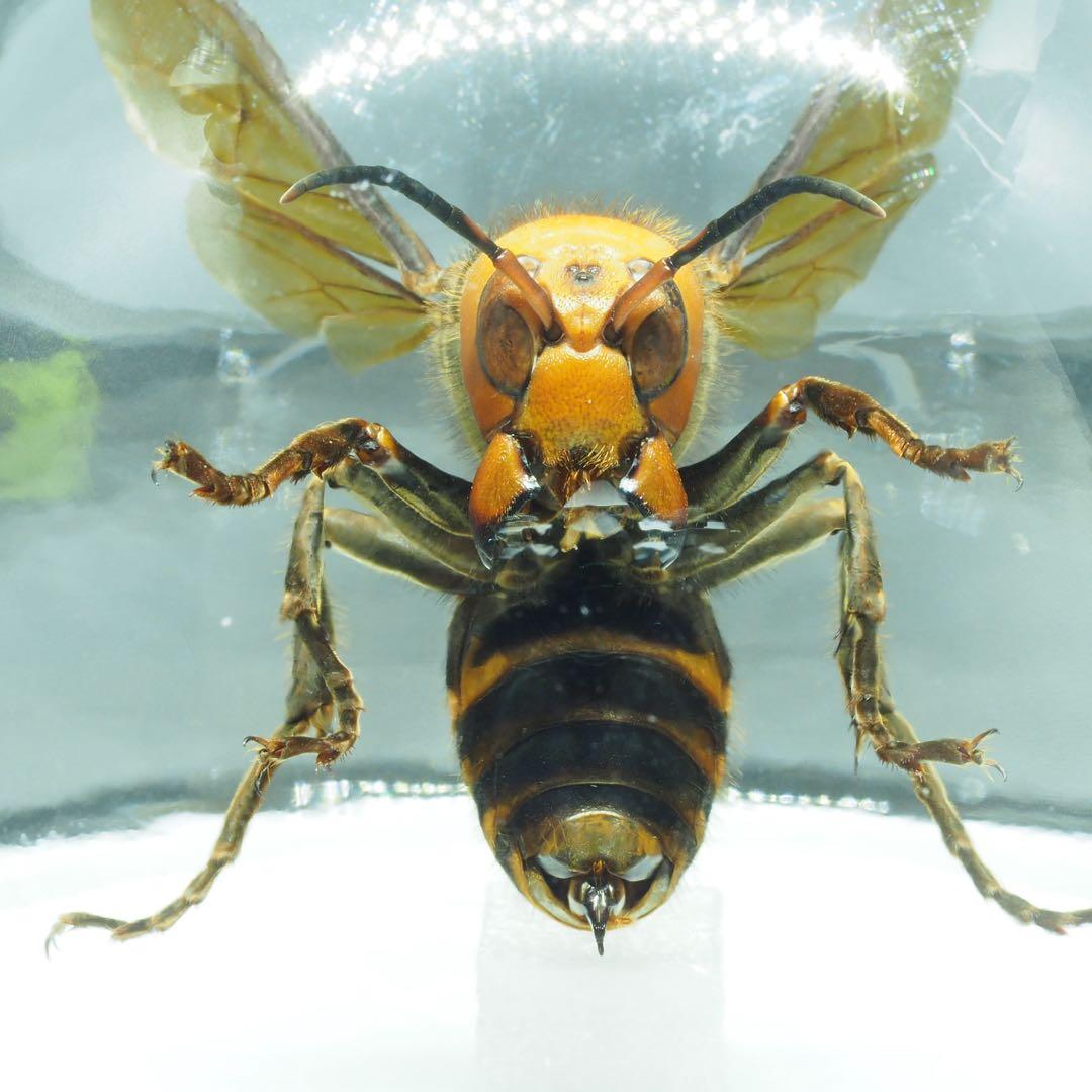 オオスズメバチ　女王蜂　立体標本2503