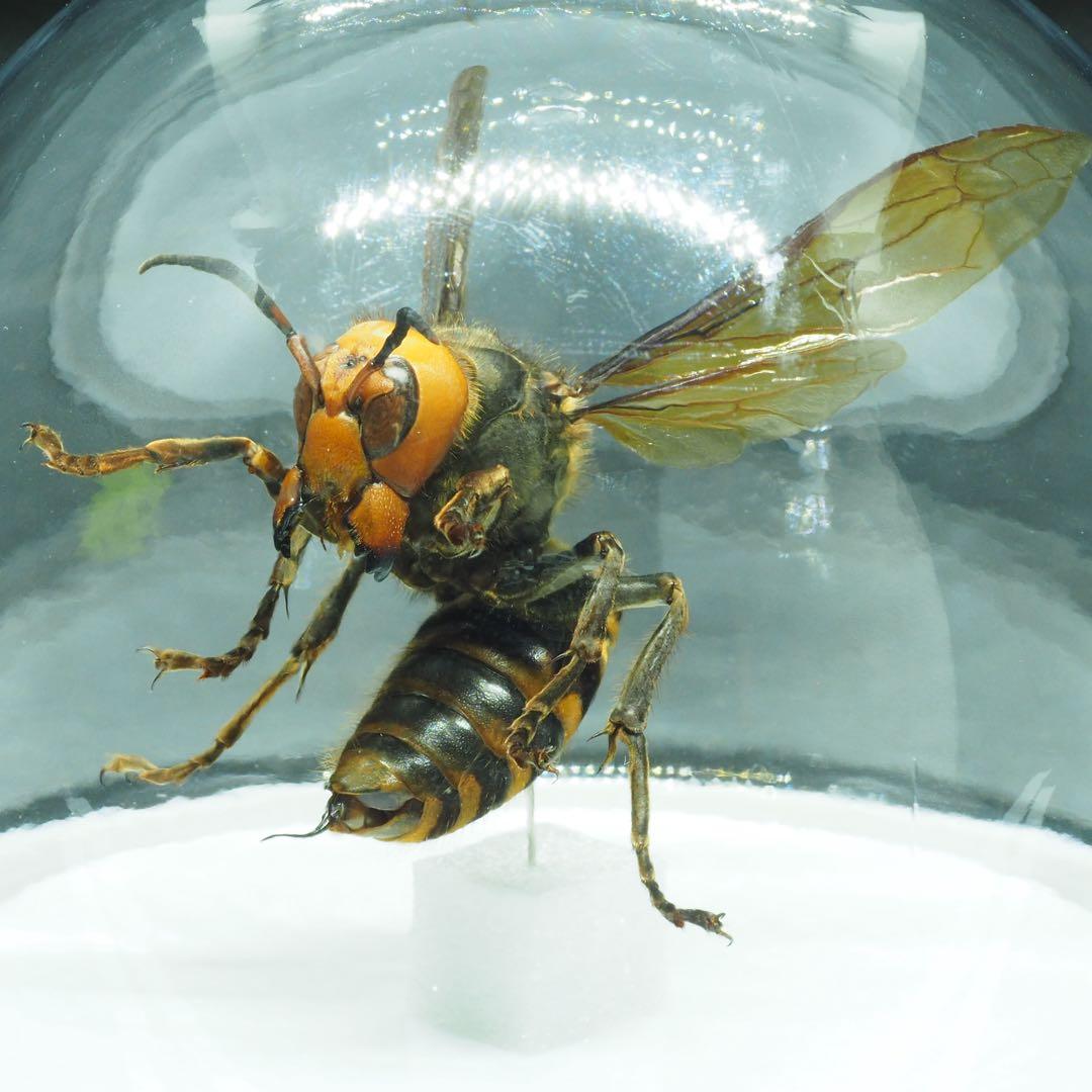 オオスズメバチ　女王蜂　立体標本2503