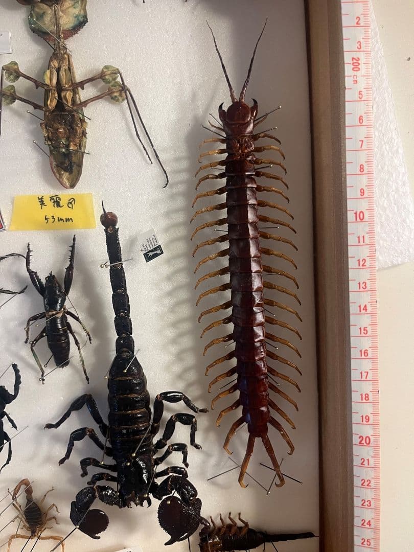 【百足最大種】ペルビアンホワイトレッグセンチピード 全長22cm程　標本　奇蟲