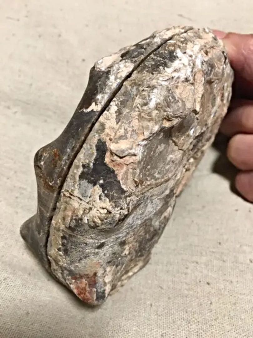 教材にも☆ アンモナイト 化石 スライス一対