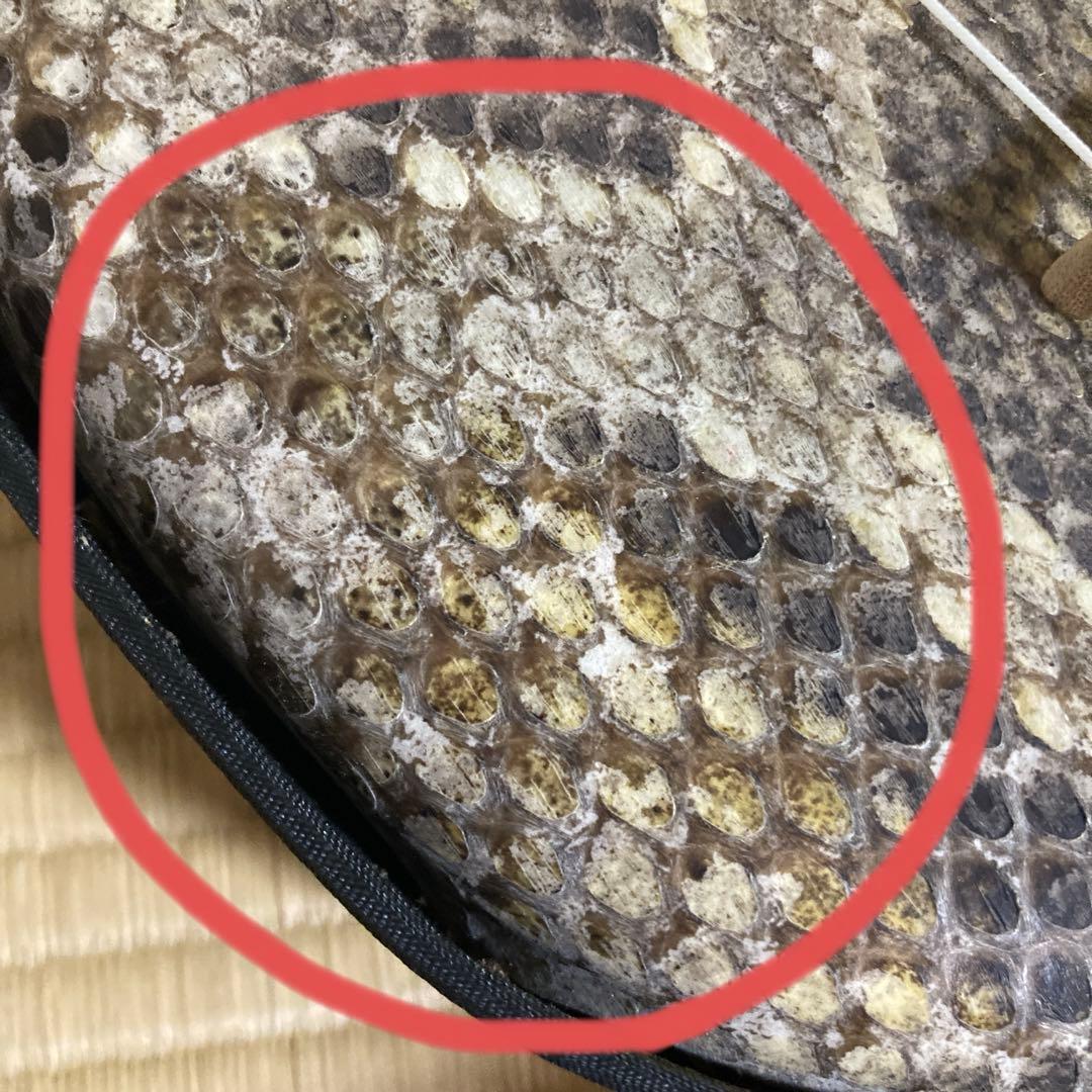 三線 本体 皮 ケース付(希望の方はスタンド