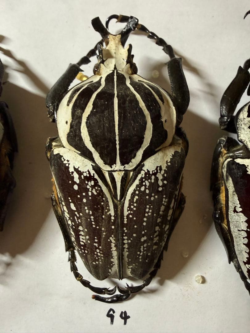カメルーン　ゴライアスオオツノハナムグリ　4頭　B品含みます