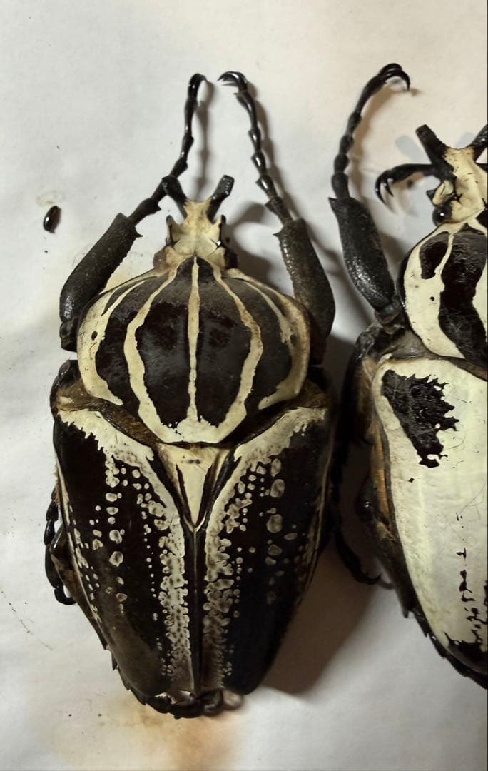 カメルーン　ゴライアスオオツノハナムグリ　4頭　B品含みます