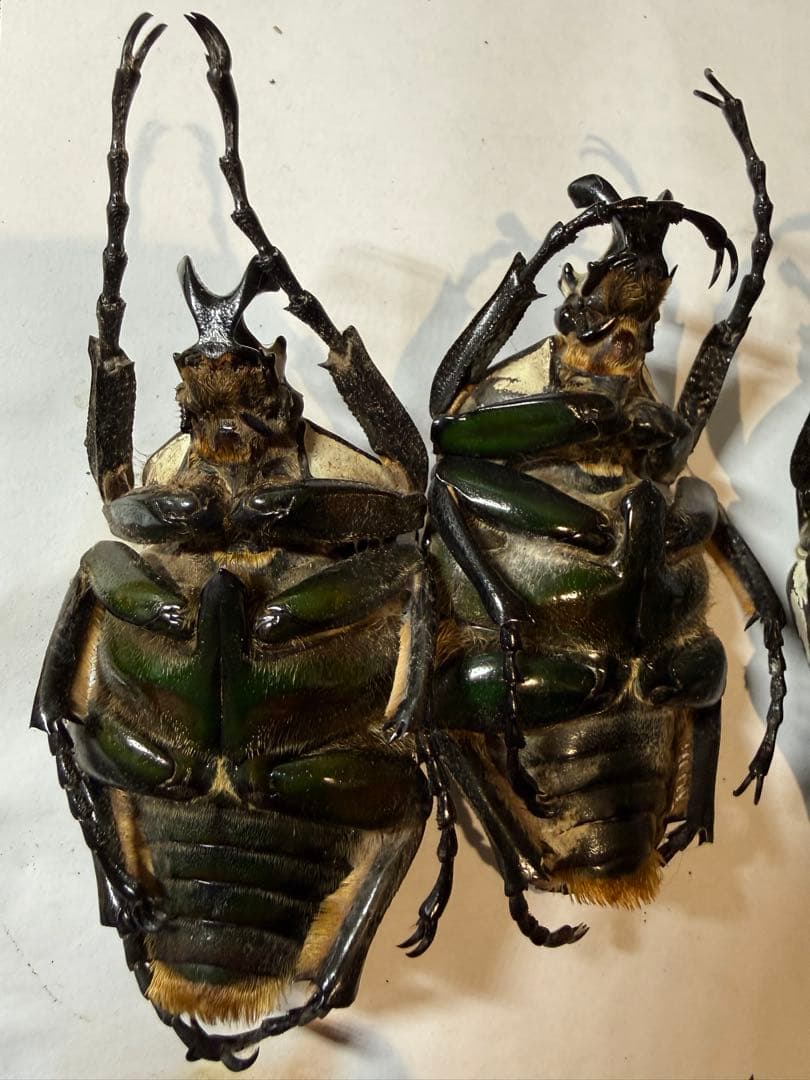 カメルーン　ゴライアスオオツノハナムグリ　4頭　B品含みます