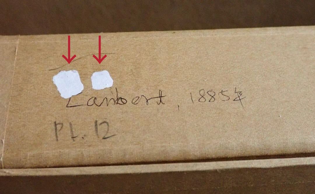 アンティークプリント○ランバート「蘭」1885年