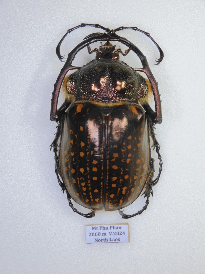 ラオス産　ゲストロイトナガコガネ　66mm