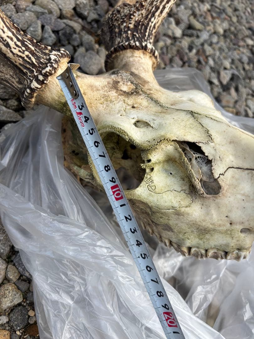 エゾシカの頭骨