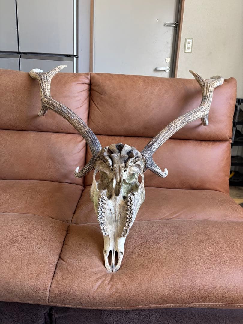 エゾシカの頭骨