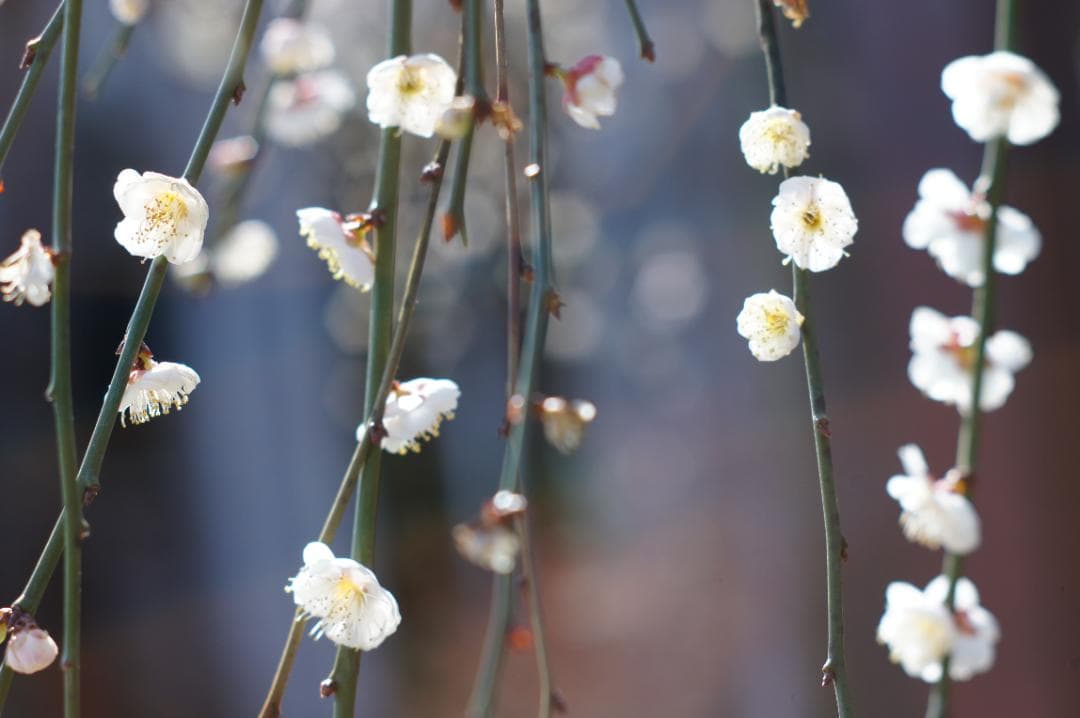 作例有・光学美品✨ PENTAX スーパータクマー 55mm f1.8 後期