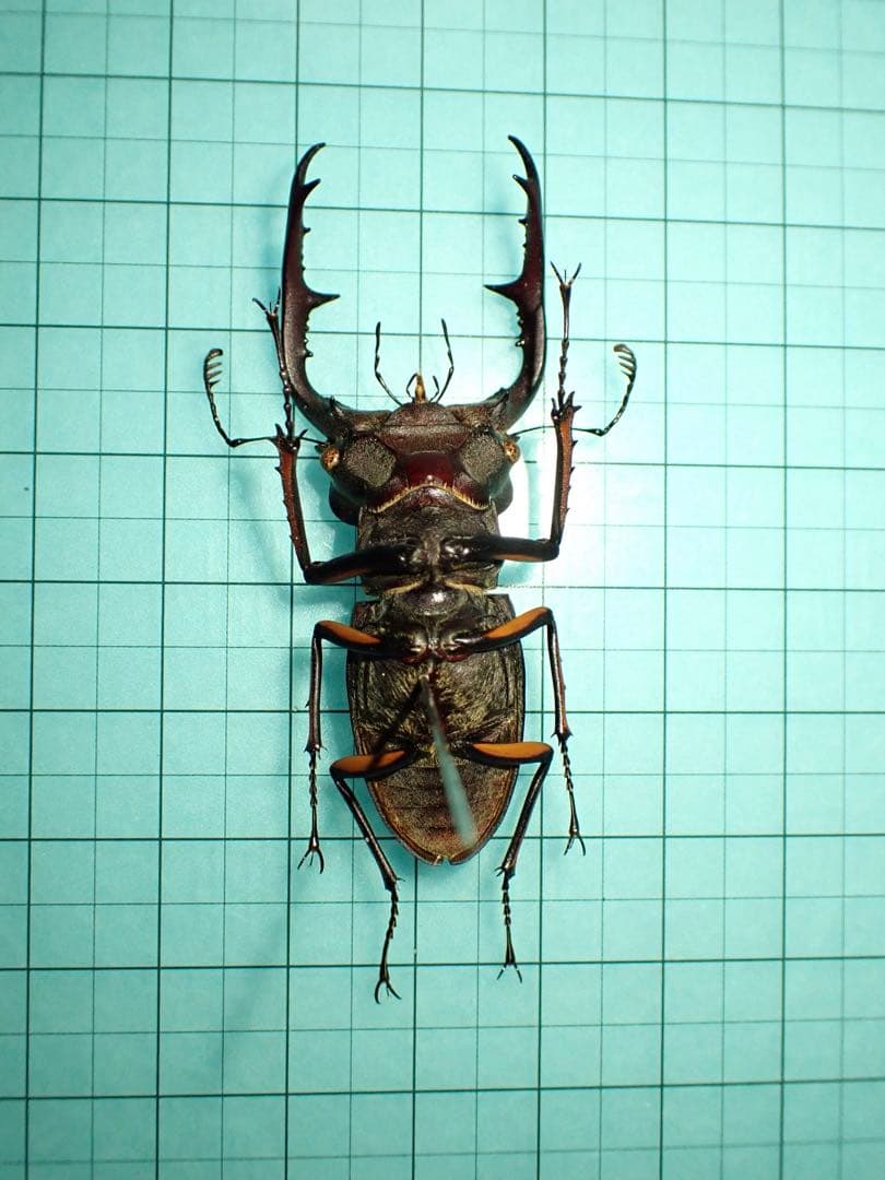 【標本】フジタミヤマクワガタ　ベトナム産　54.3ミリ　野外品