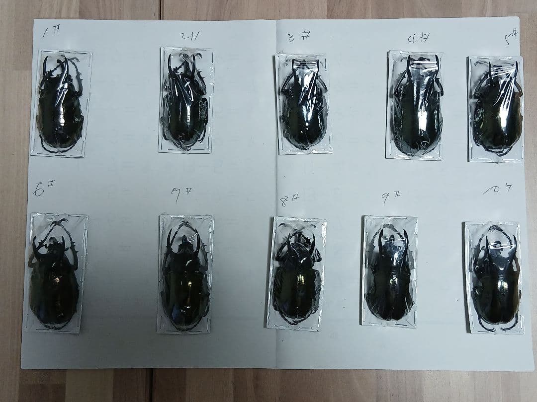 南洋大兜虫・甲虫標本（カブトムシ／サイカブト）