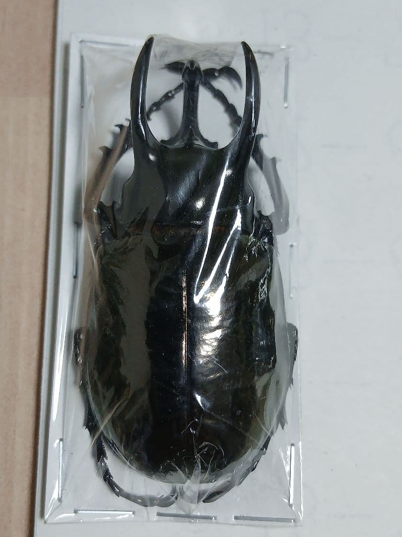 南洋大兜虫・甲虫標本（カブトムシ／サイカブト）