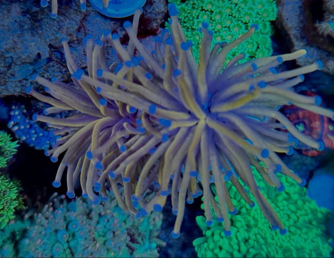 Gold tochi 1 へっど