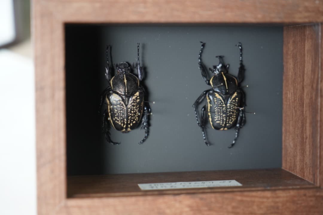 イカリノハナムグリ標本 2匹セット 黒と金