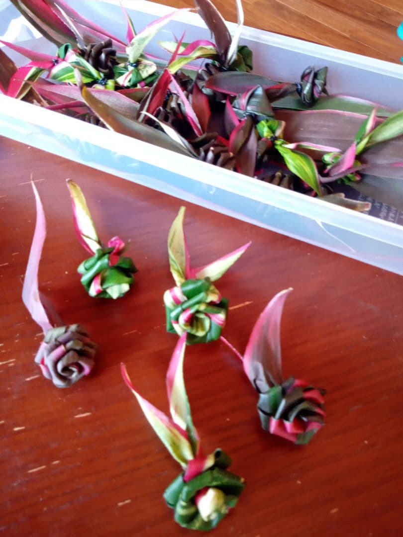 ハワイ産沖縄育ちのティーリィ―フ