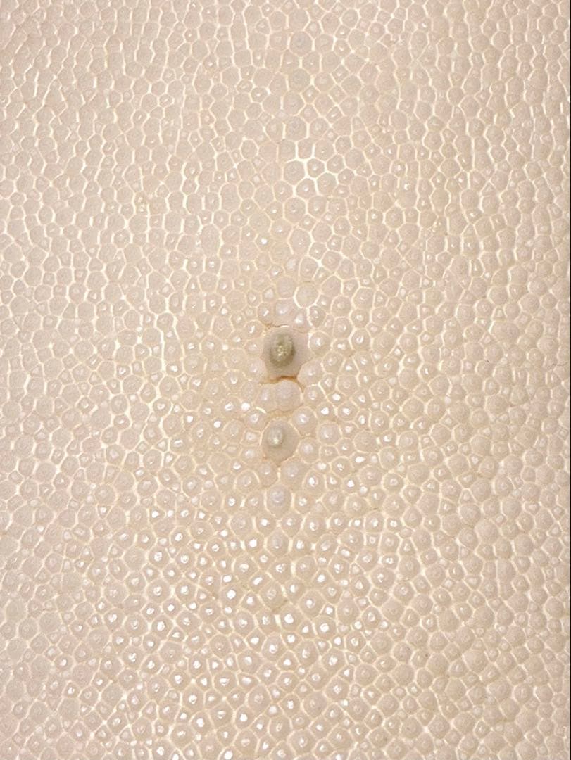 刀剣用　鮫皮　エイ革 10-3 11-6 2枚分user_46f847da