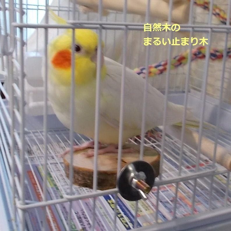ハンドメイド　インコおもちゃ　オーダーページ　2025.04.27更新