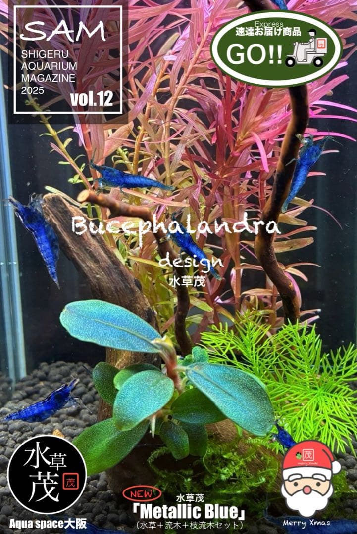 水草茂「llic Blue」（水草＋流木セット）