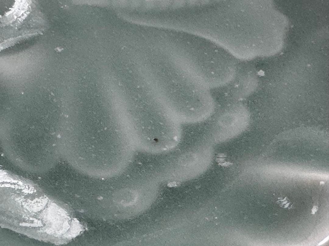 後期鍋島青磁　蝶形陽刻変形皿　平向付