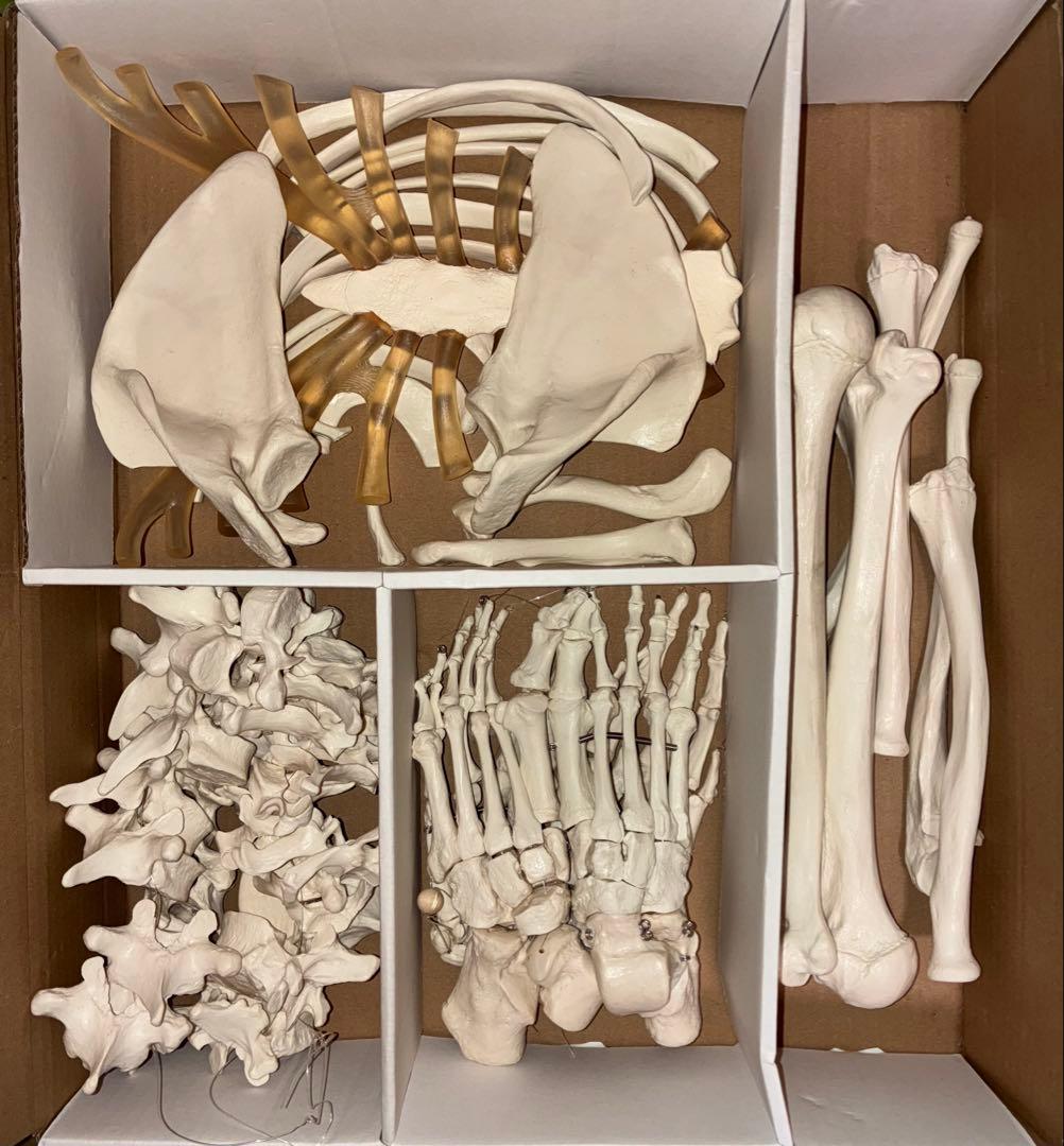 骨格分離モデル（全身） - 3B Smart Anatomy