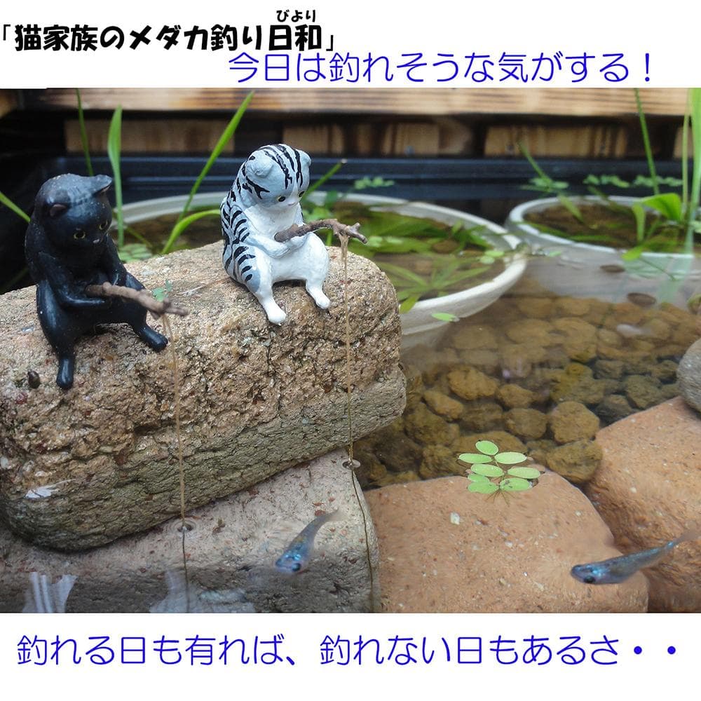 ビオトープ 80L トロ舟＆木枠セット（棚付き）メダカ・金魚飼育用