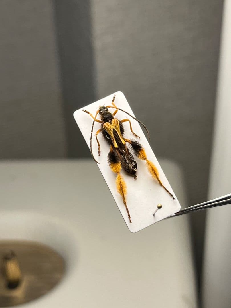 【天牛最美麗種】チリケブカホソコバネカミキリ 標本 とんでもない甲虫