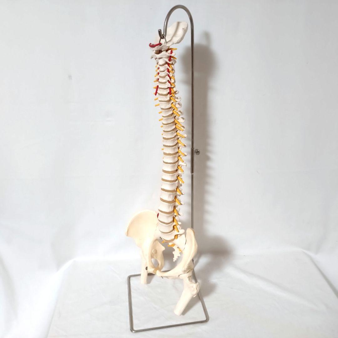 3B Scientific　人体模型　脊柱・脊椎骨　脊柱可動型モデル　骨格標本