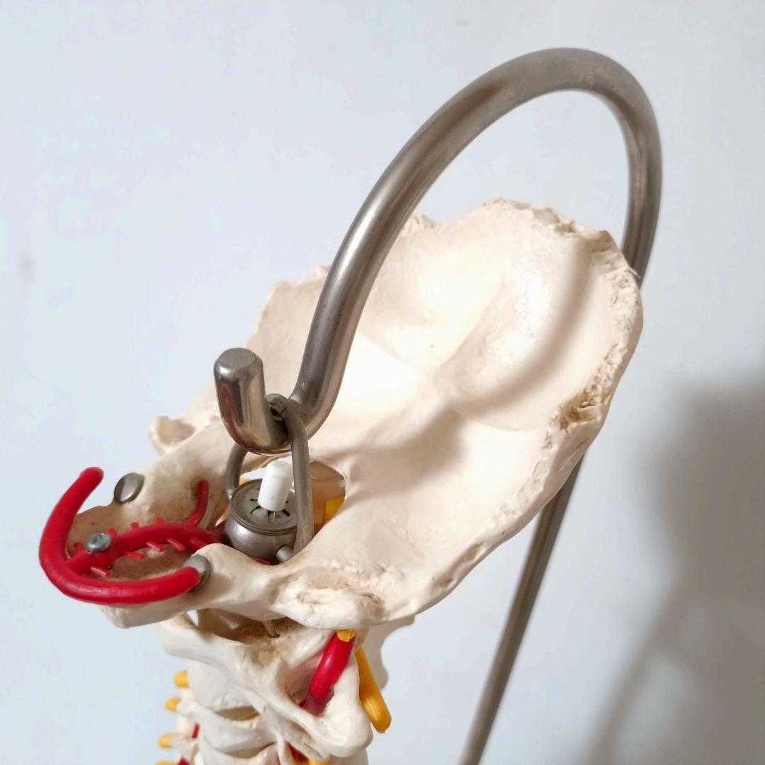 3B Scientific　人体模型　脊柱・脊椎骨　脊柱可動型モデル　骨格標本