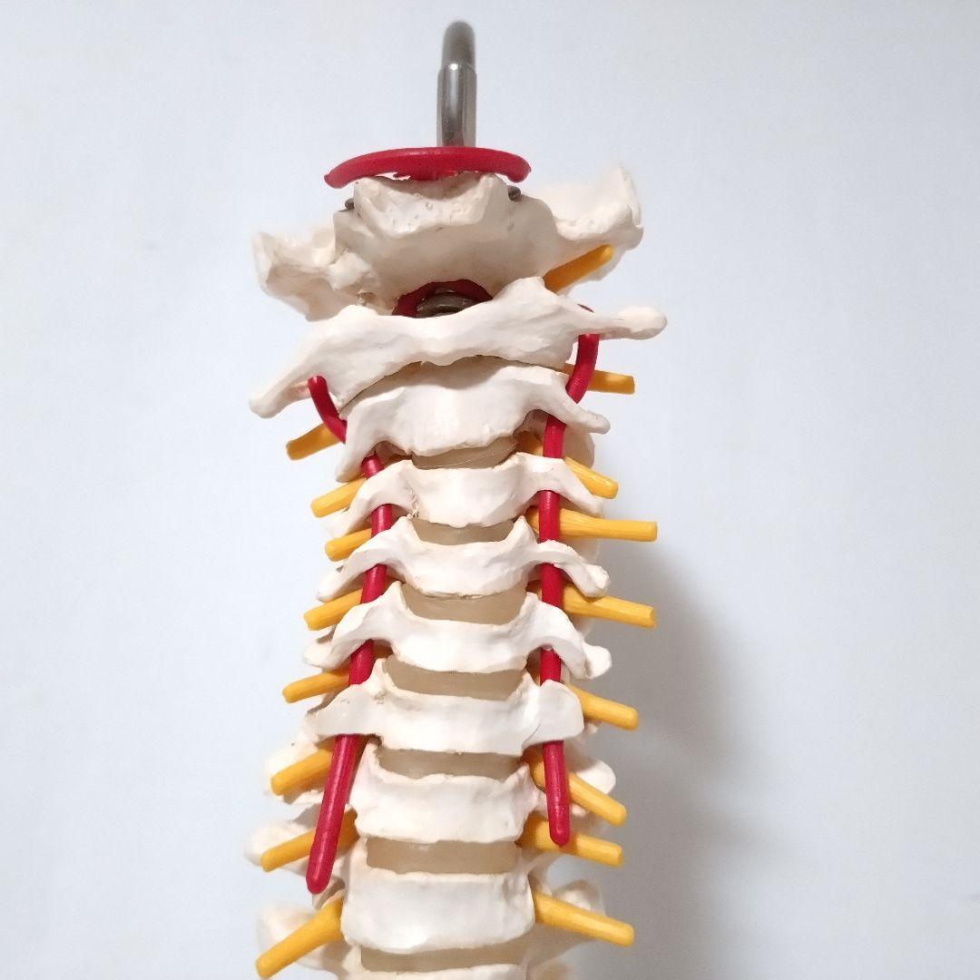 3B Scientific　人体模型　脊柱・脊椎骨　脊柱可動型モデル　骨格標本