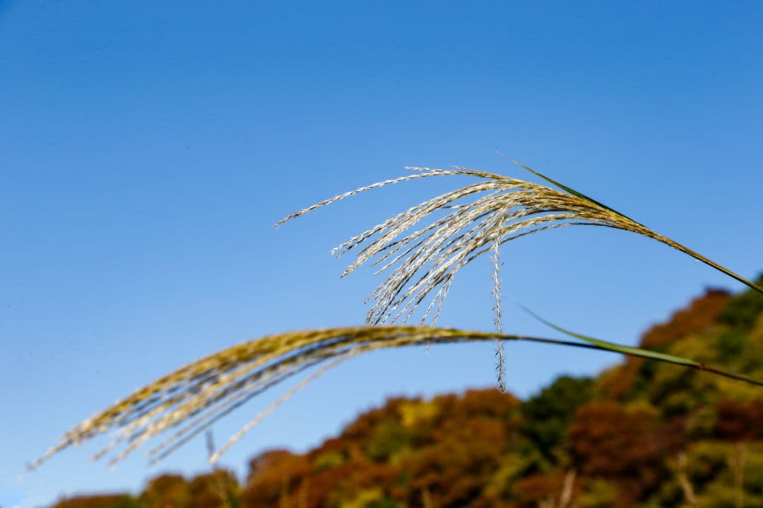 キヤノン EF 24-105mm f4 L is usm