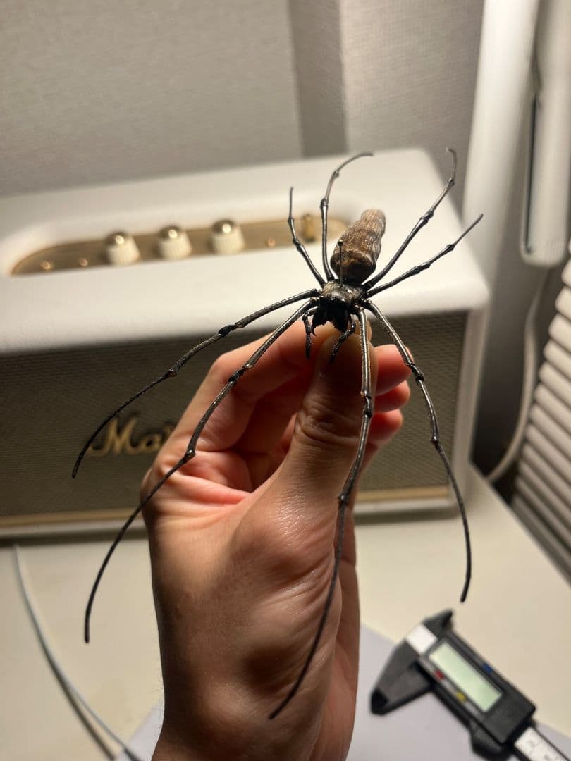 【日本蜘蛛最大種】オオジョロウグモ？ 女郎蜘蛛カマキリタランチュラスパイダー標本